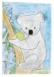 Koala